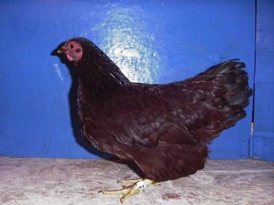 Danny Feathers - Rose Comb RI Red Pullet